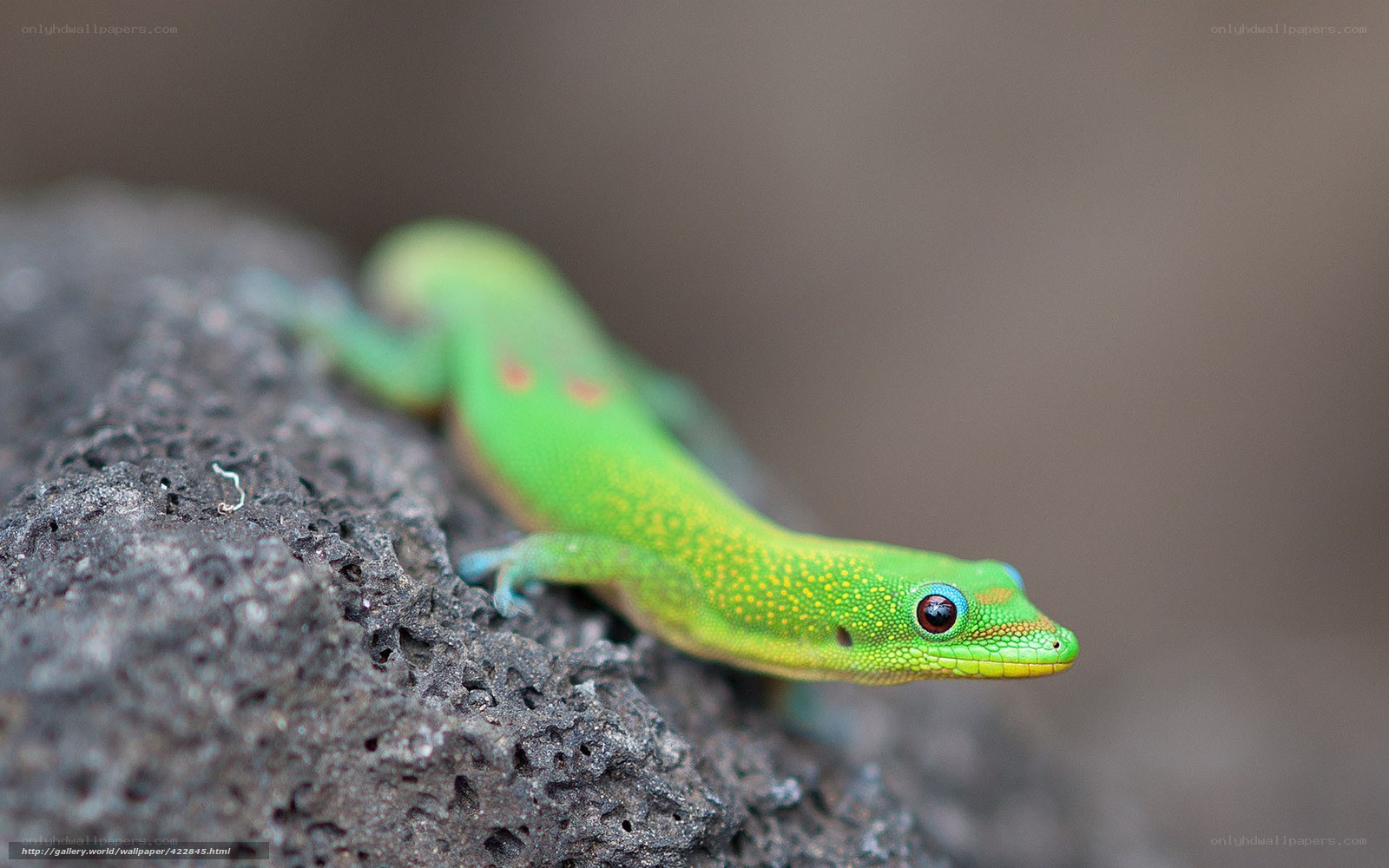 Green gecko on a rock
