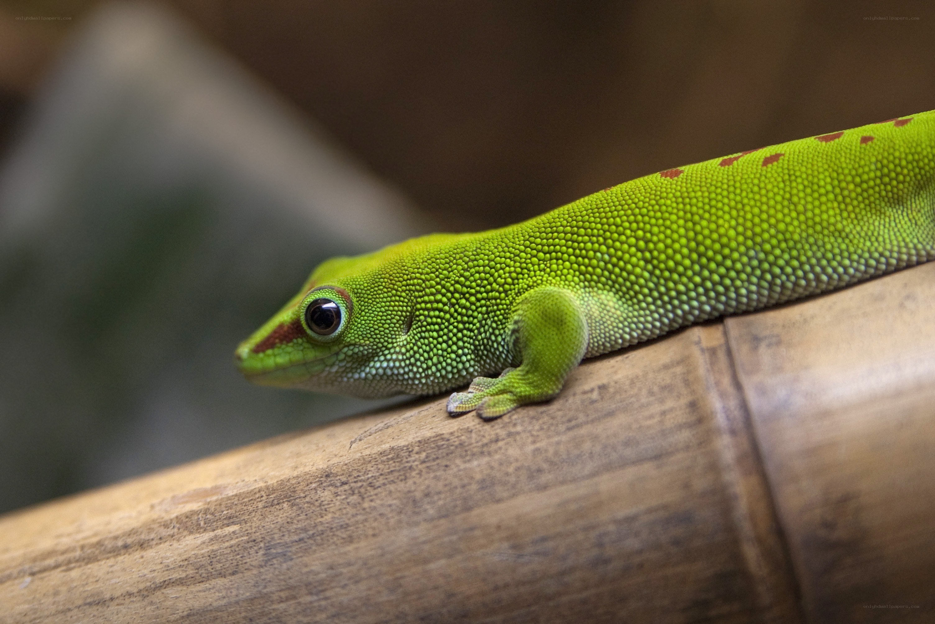 green gecko on bamboo