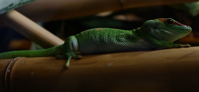 Green Gecko on Bamboo — Calm, Night