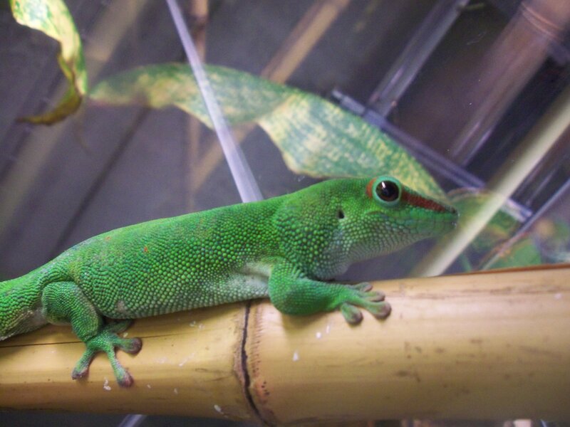 Green Gecko on Bamboo — Calm