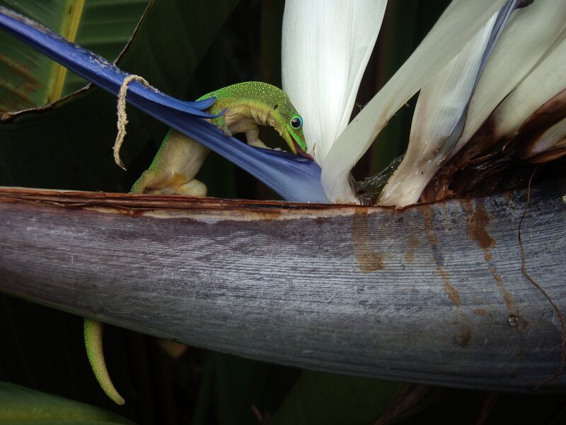 Green gecko on bird of paradise