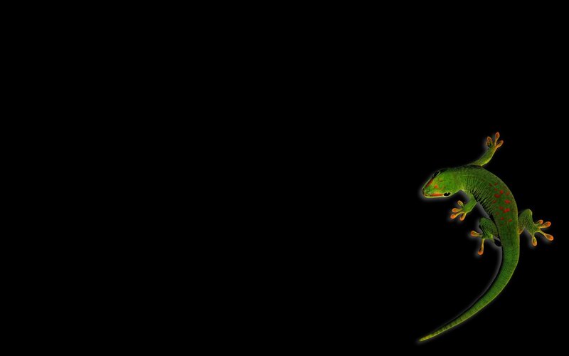 green gecko on black background