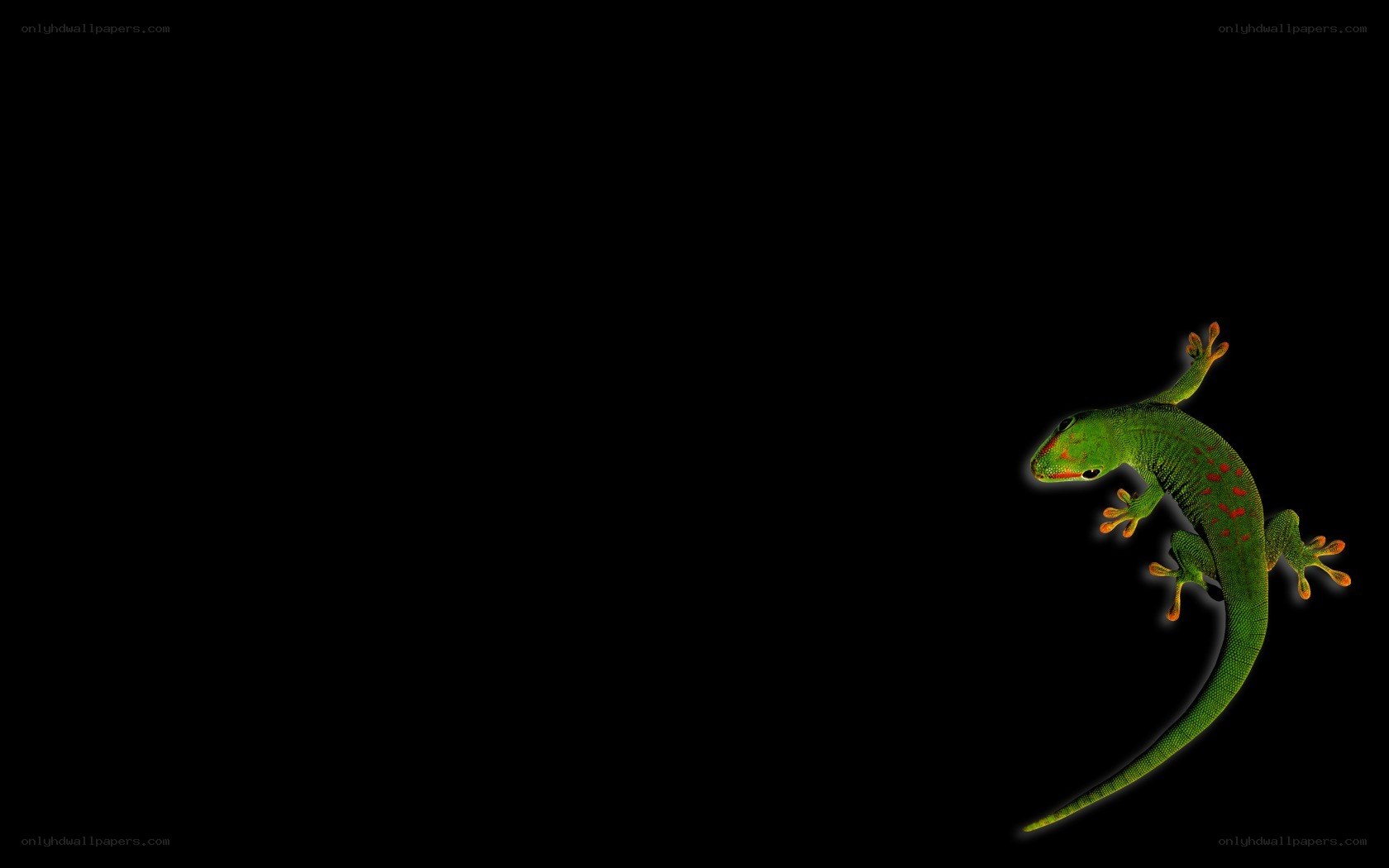 green gecko on black background
