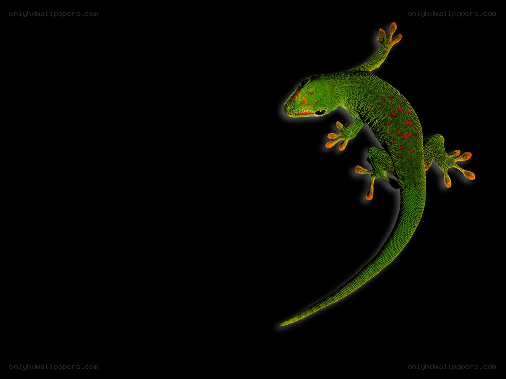 green gecko on black background