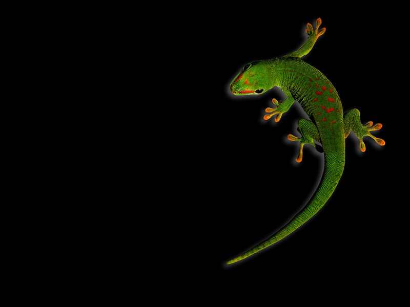 Green Gecko on Black