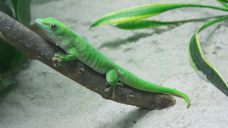 Green Gecko on Branch — Calm, Photograph