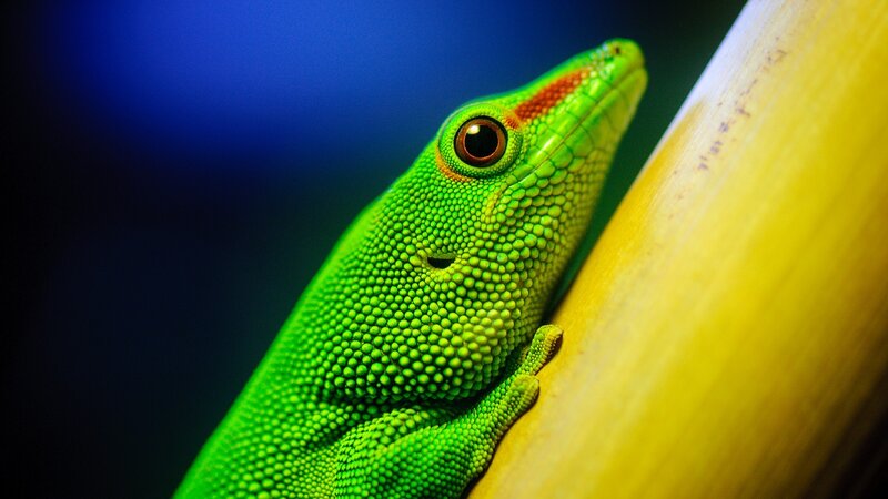 Green Gecko on Branch — Dramatic