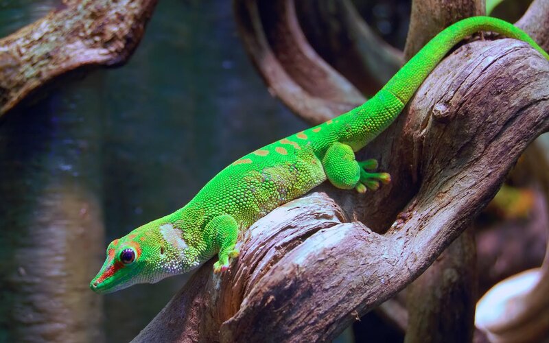 Green Gecko on Branch — Natural