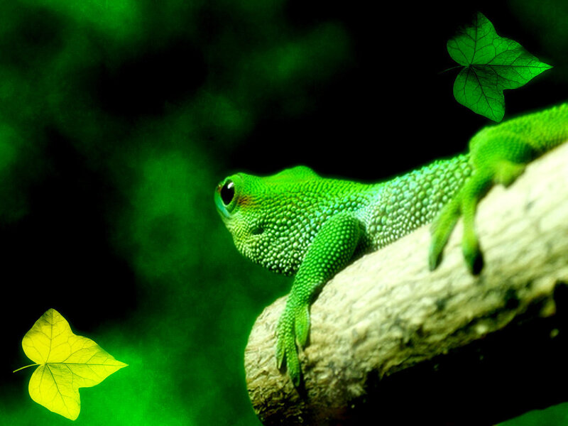 Green Gecko on Branch