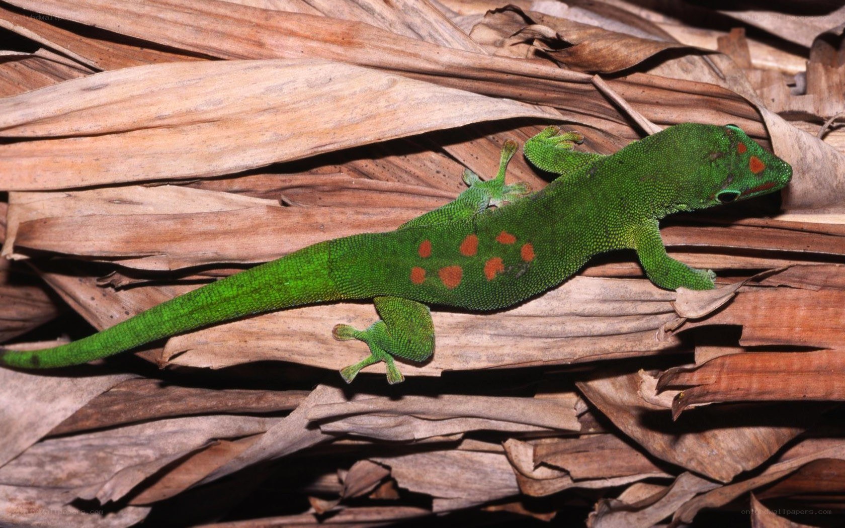 Green gecko on dried leaves