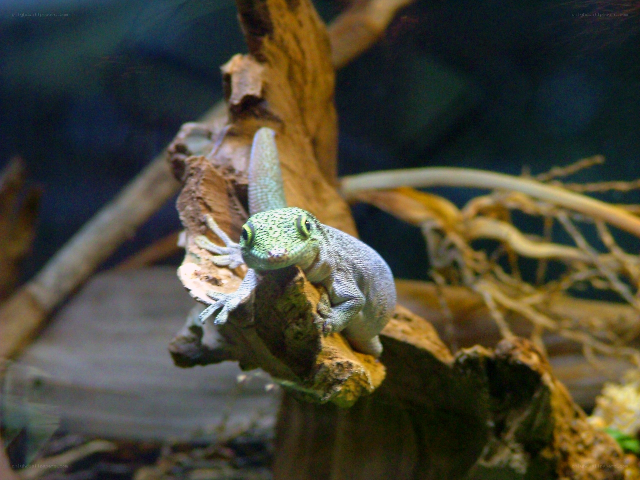 green gecko on driftwood