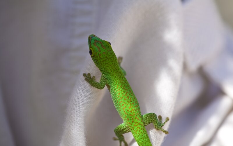 Green Gecko on Fabric