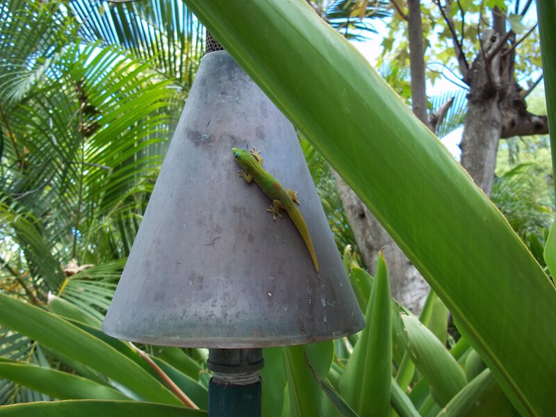 Green Gecko on Lamp