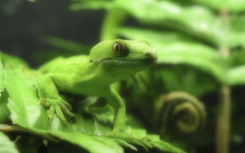 green gecko on leaf