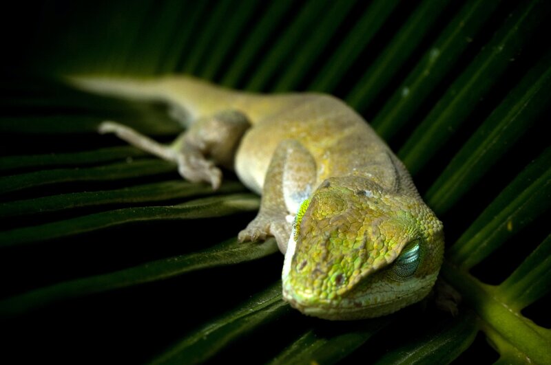 Green gecko on leaf