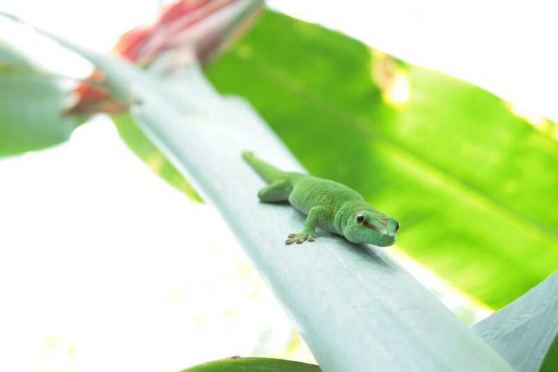 Green Gecko on Leaf — Calm, Afternoon