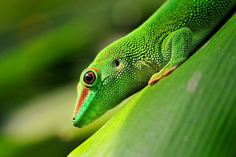 Green Gecko on Leaf — Calm, Photograph, Eye