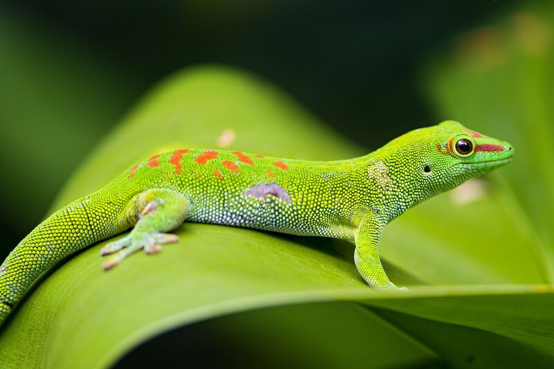 Green Gecko on Leaf — Calm, Photograph