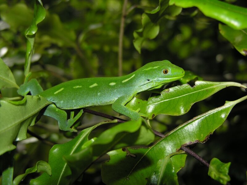 Green Gecko on Leaf — Calm