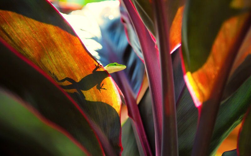 Green Gecko on Leaf — Dramatic, Afternoon, Photograph, Plant