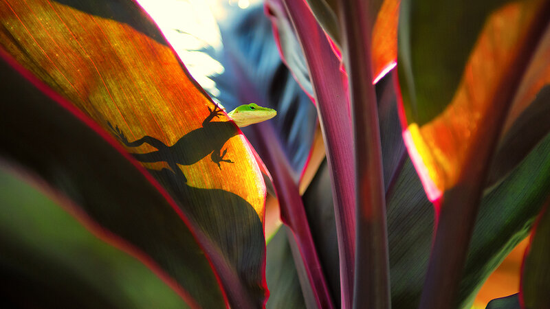 Green Gecko on Leaf — Dramatic, Afternoon, Photograph