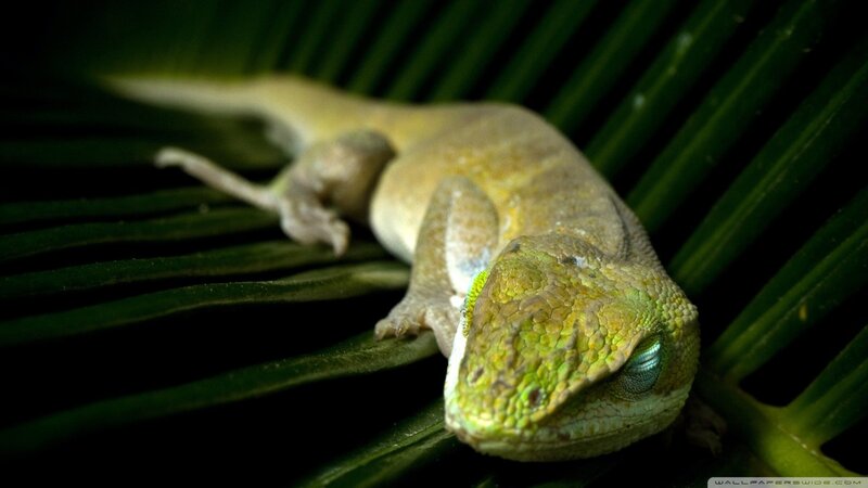 Green Gecko on Leaf — Dramatic, Photograph