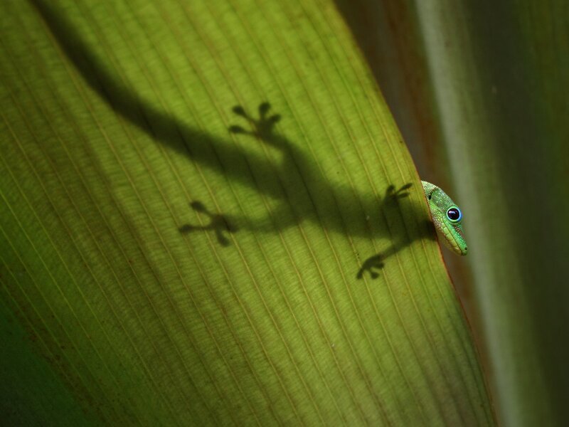 Green Gecko on Leaf — Natural