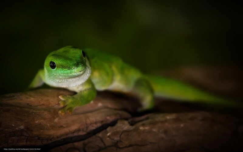 Green Gecko on Log