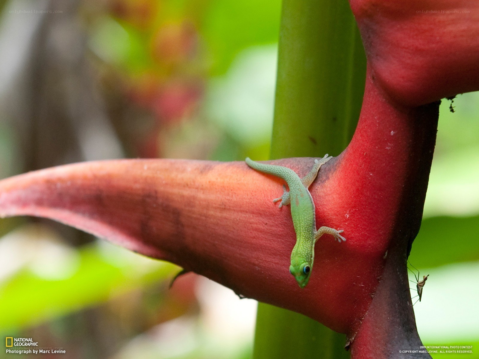 Green gecko on red plant