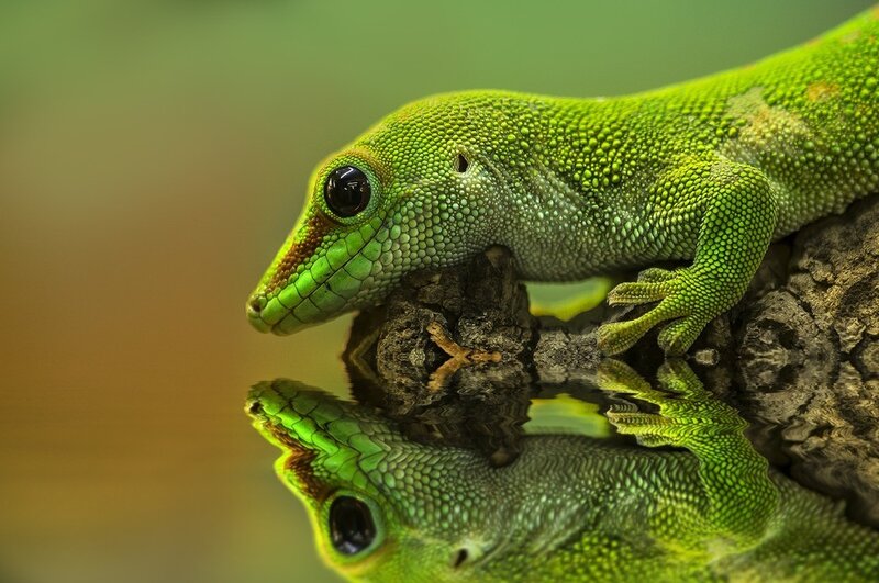 Green Gecko on Rock — Calm