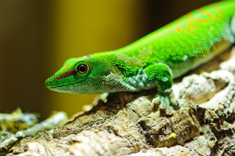 Green Gecko on Rock