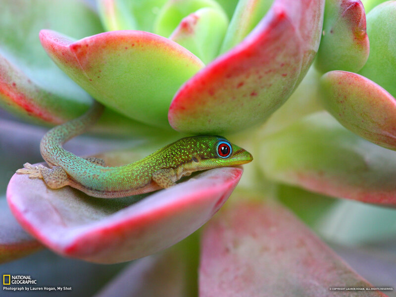 Green Gecko on Succulent
