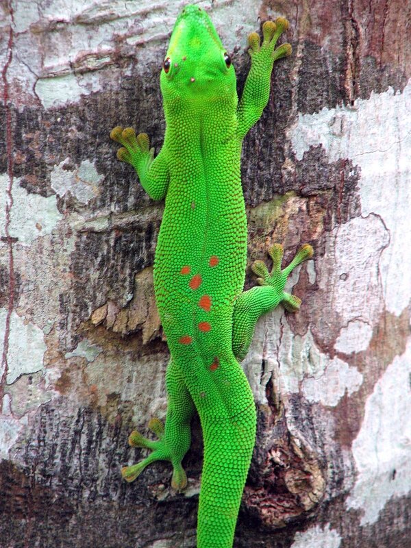 Green gecko on tree bark
