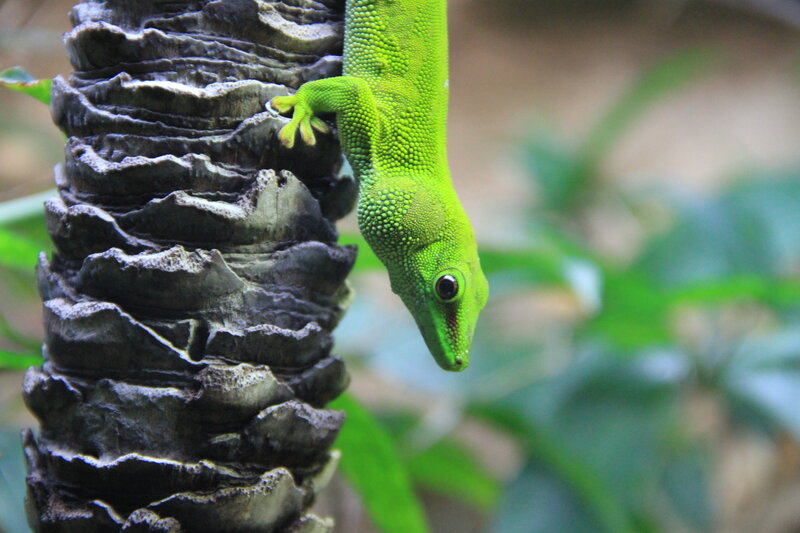 green gecko on tree trunk