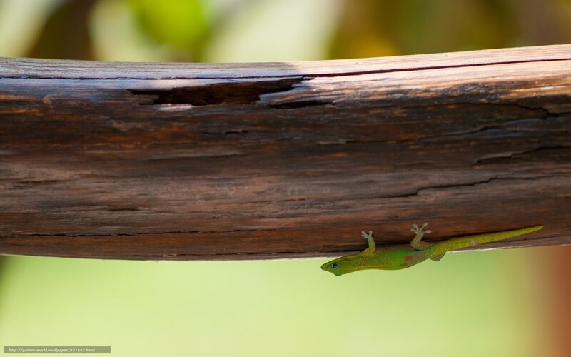 Green Gecko on Wood — Calm, Afternoon