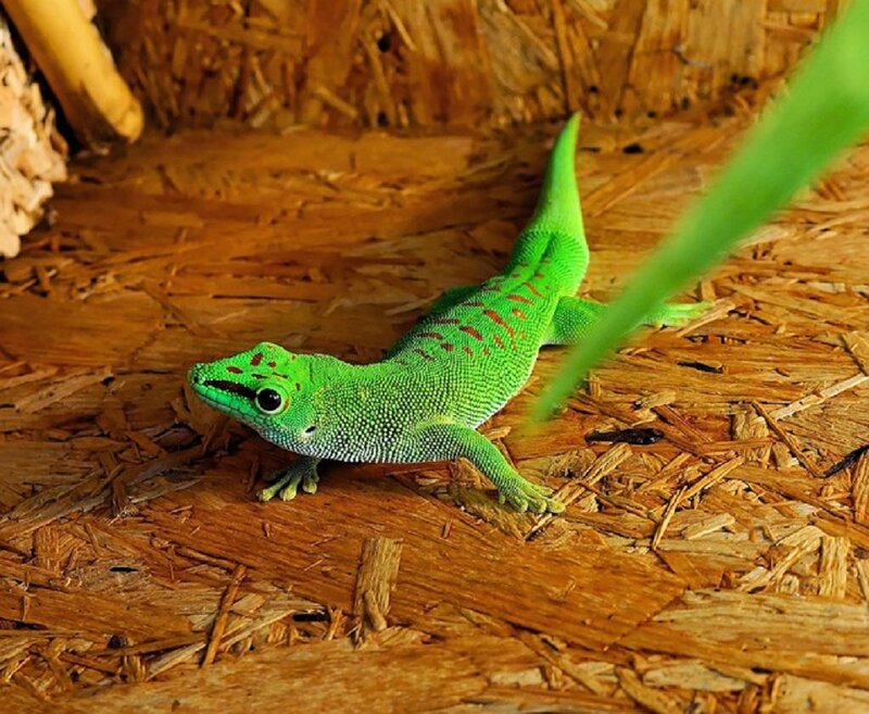 Green Gecko on Wood — Calm, Photograph
