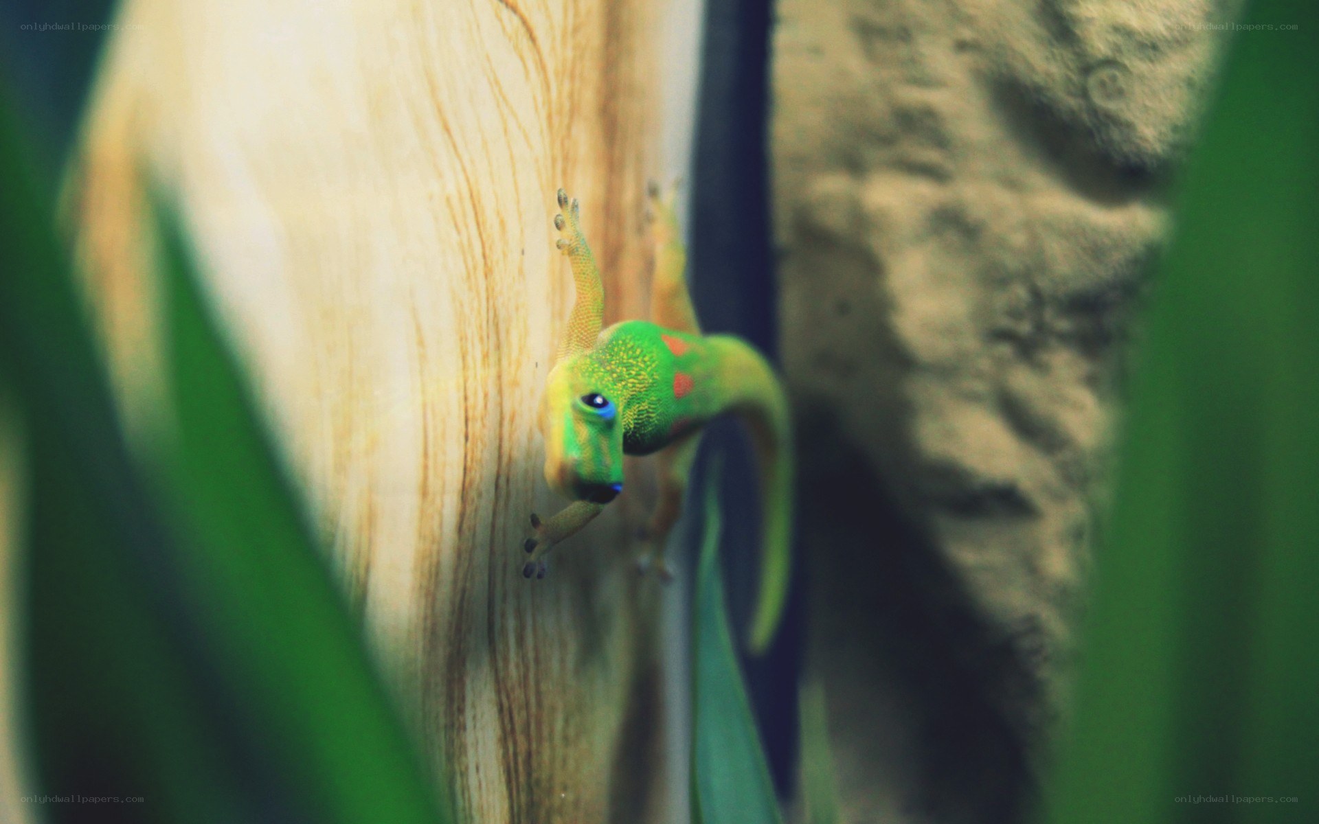 green gecko on wood