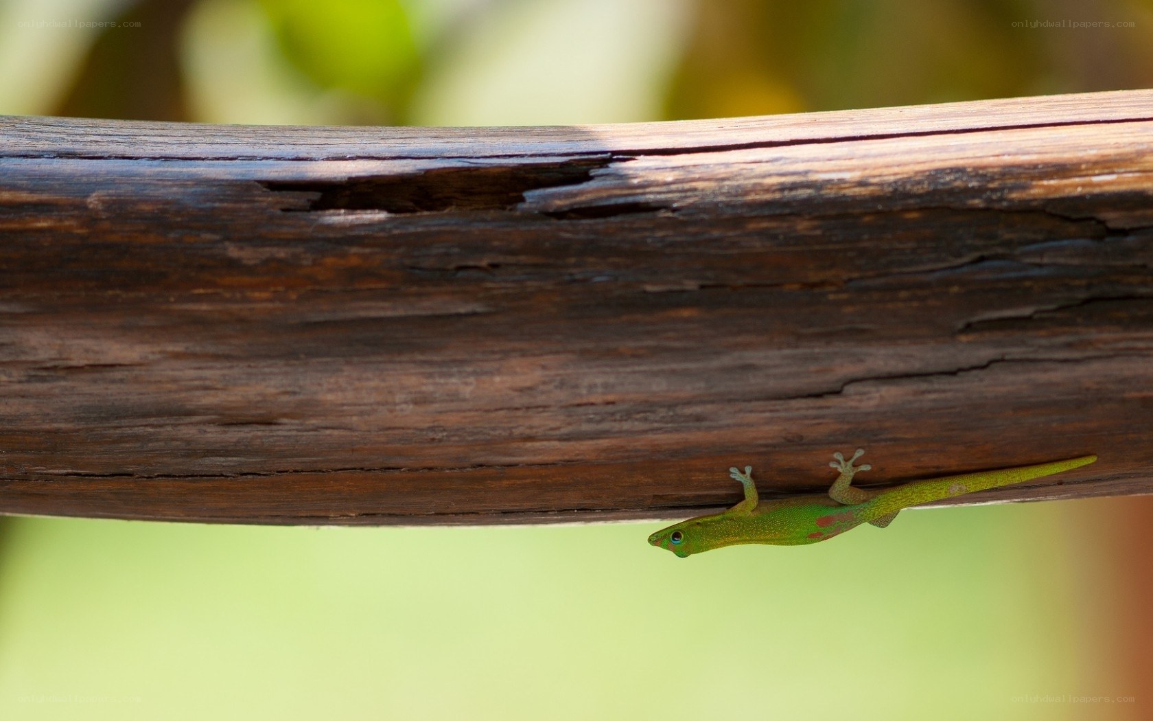 Green gecko on wooden beam