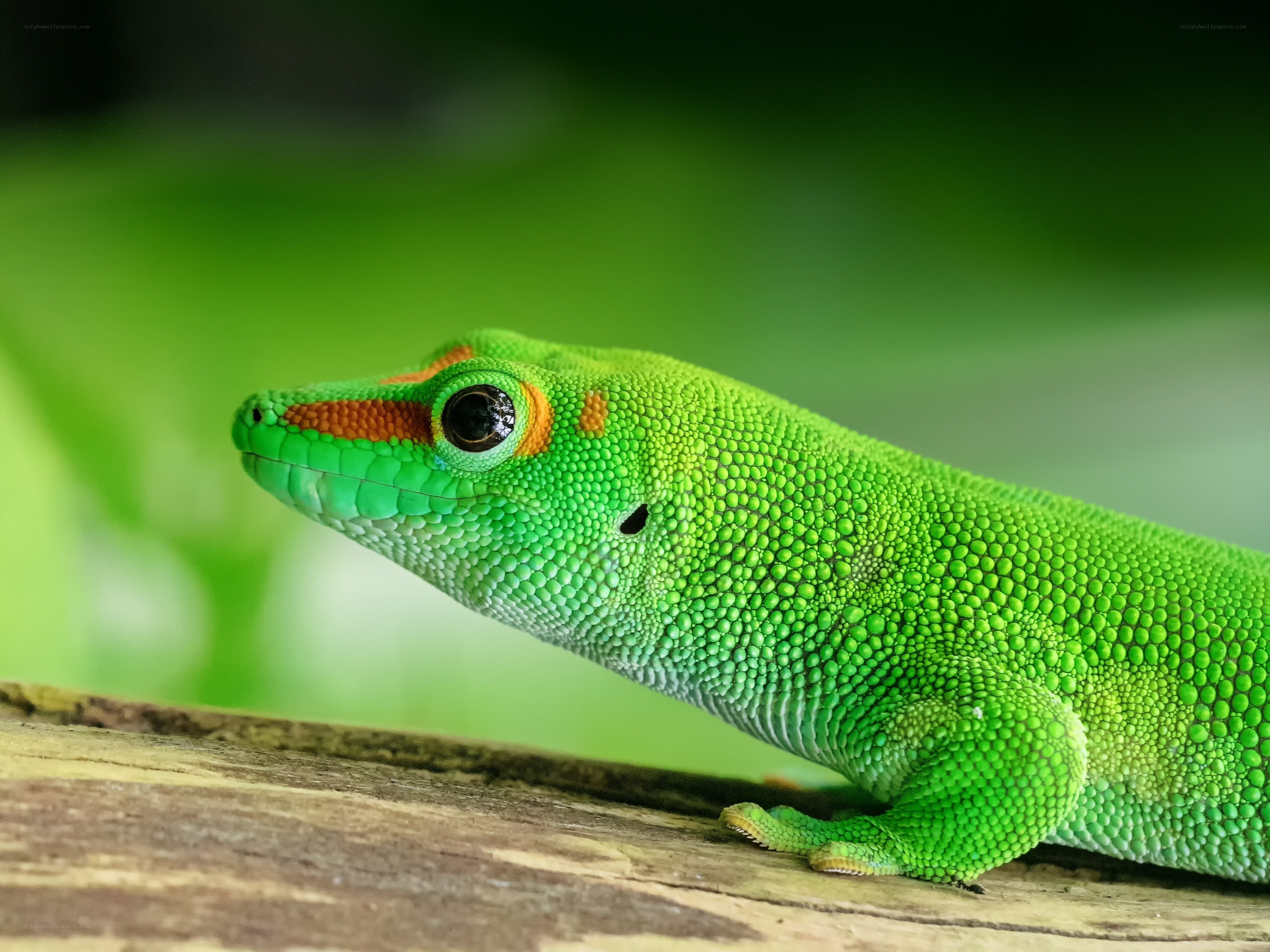 green gecko on wooden surface