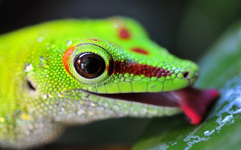 Green Gecko with Red Markings — Natural