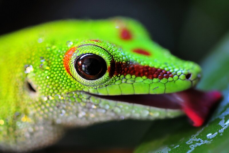 Green Gecko with Red Markings