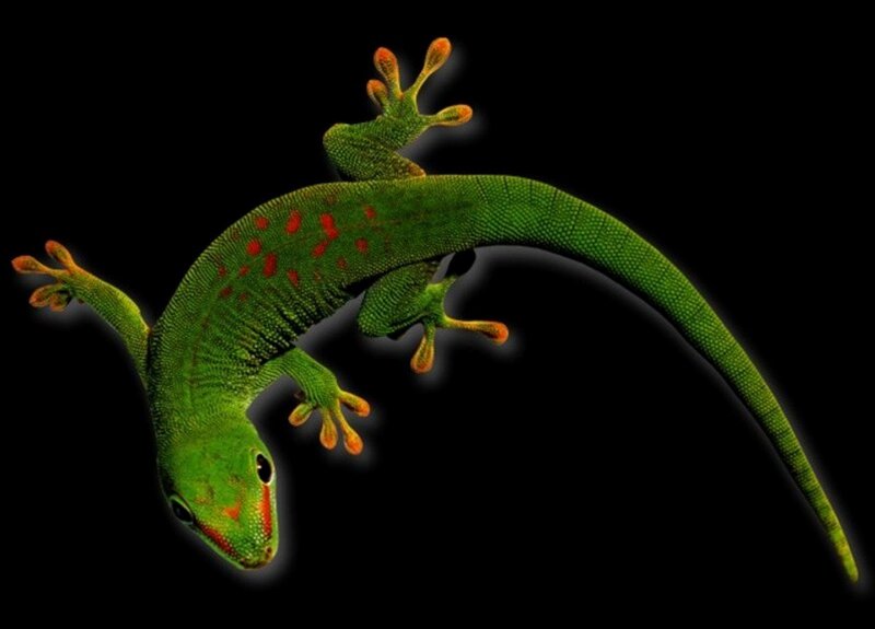 Green Gecko with Red Spots — Dramatic