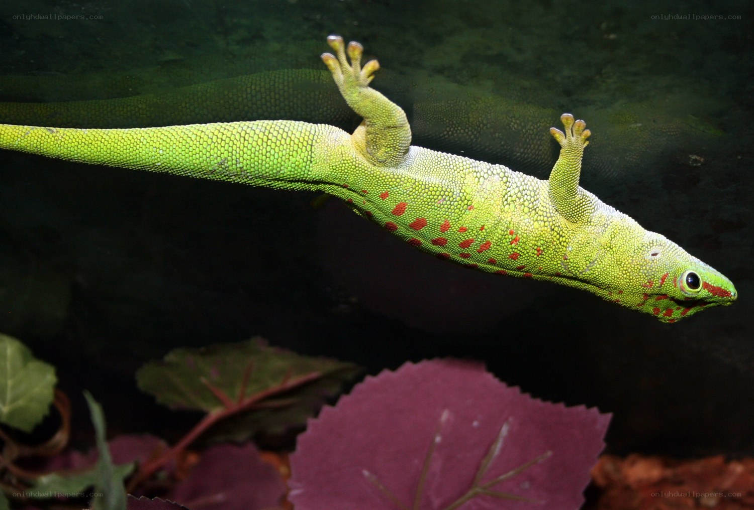 green gecko with red spots