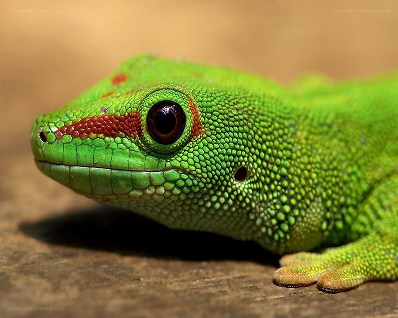 green gecko with red stripe