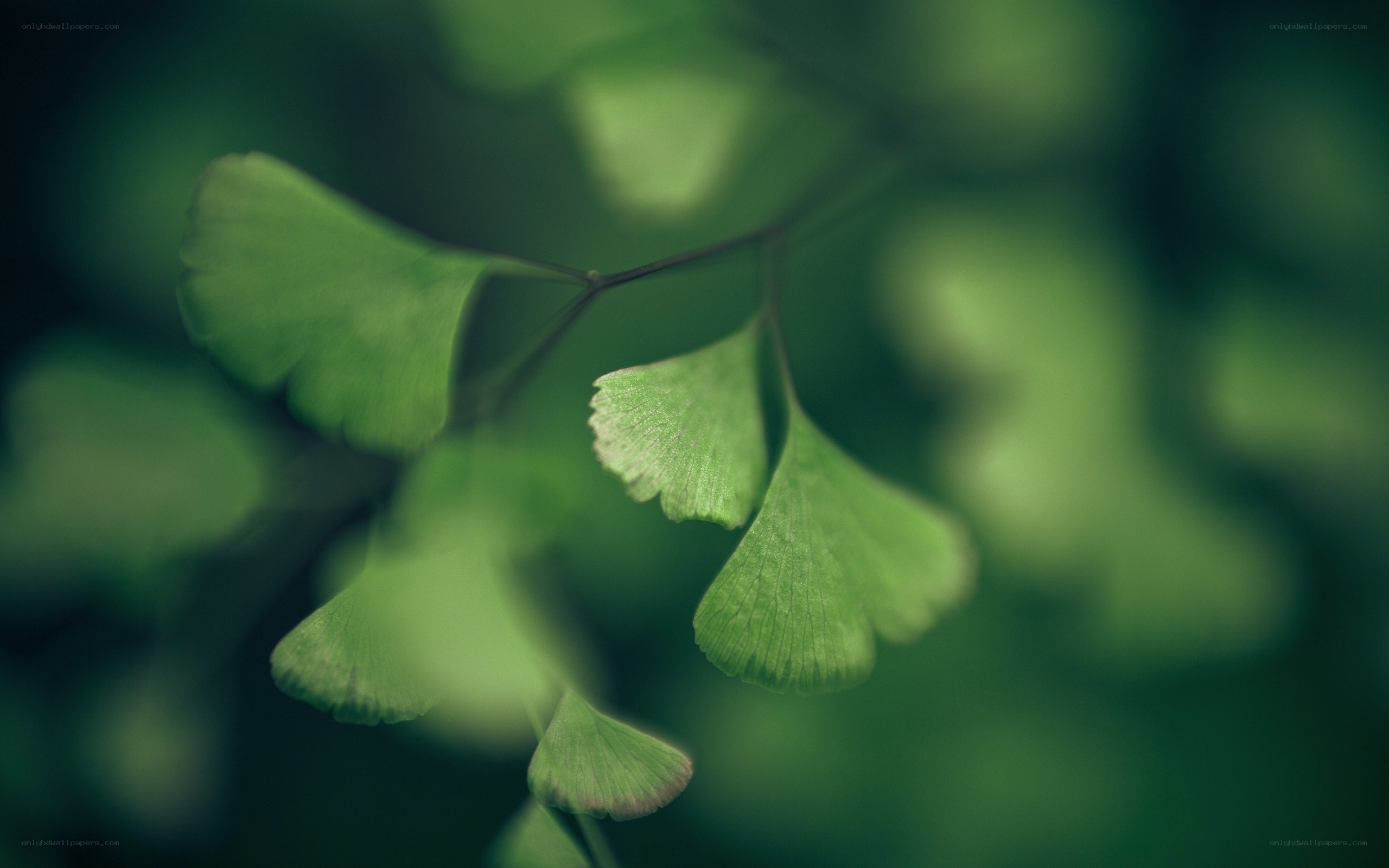 green ginkgo leaves