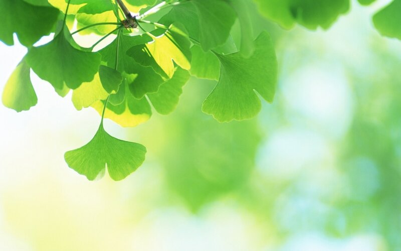 Green ginkgo leaves in sunlight