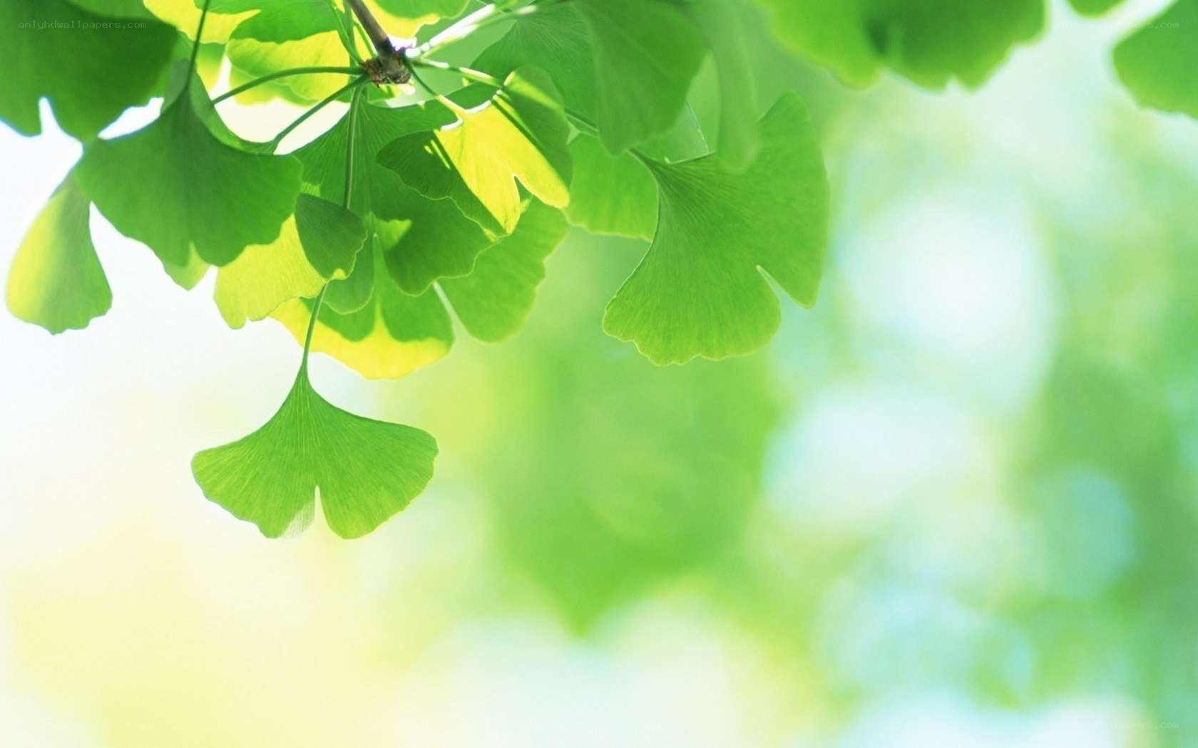 Green ginkgo leaves in sunlight
