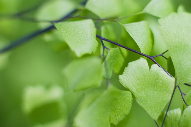 Green Ginkgo Leaves — Serene, Photograph