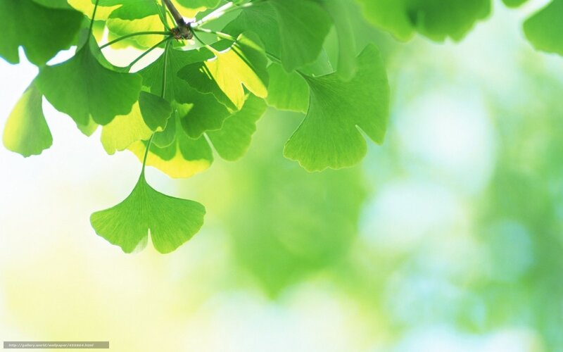 Green Ginkgo Leaves — Serene