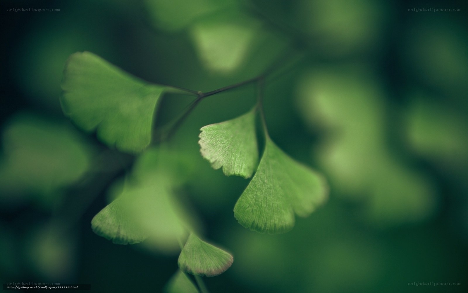 Green Ginkgo Leaves